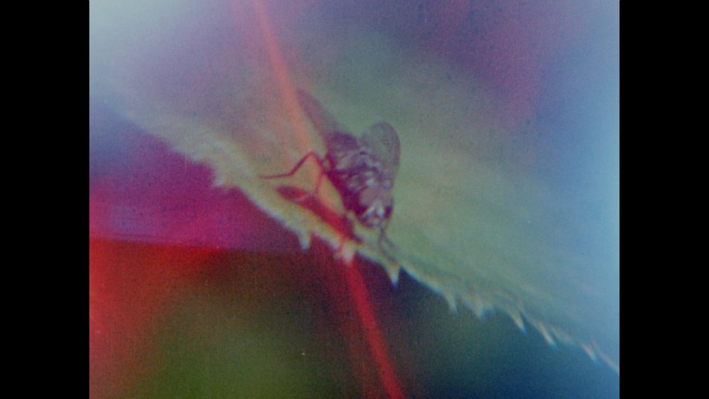A Spider's Lunch & Other Sounds — still 1