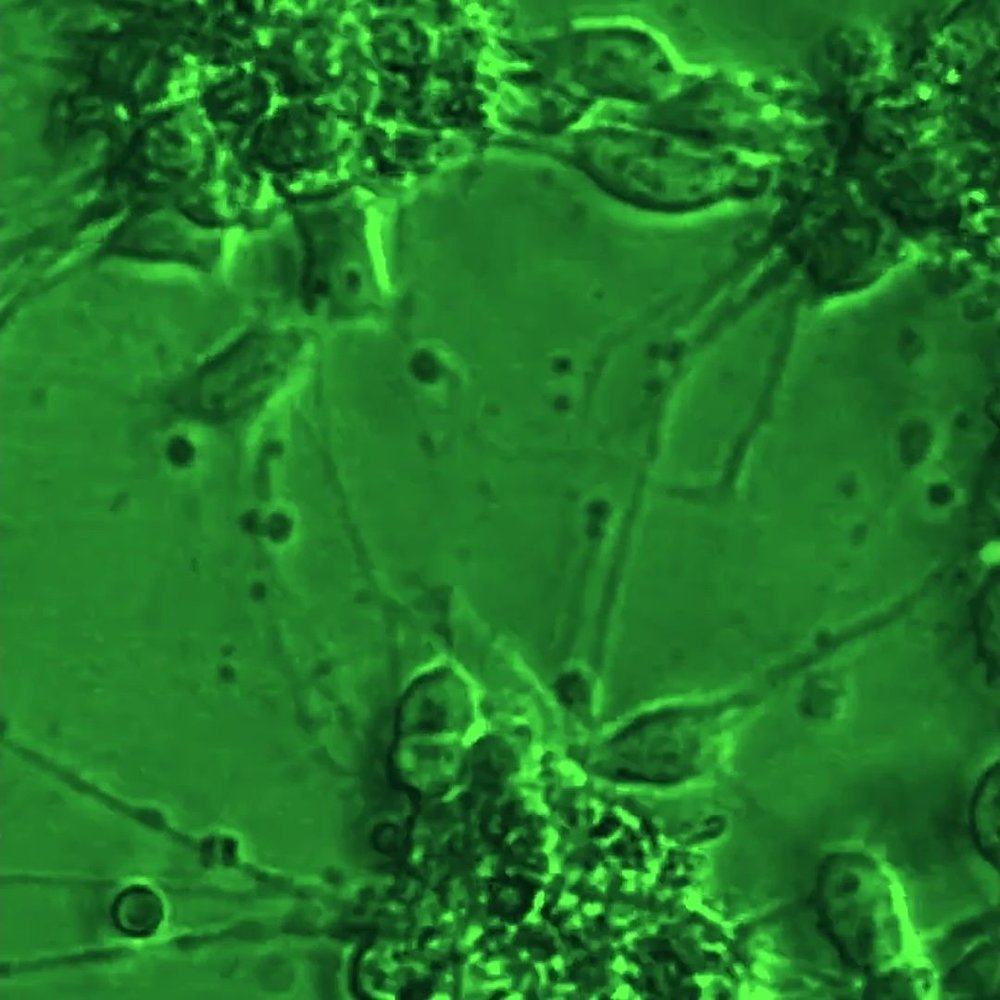 Multicellular — still 2